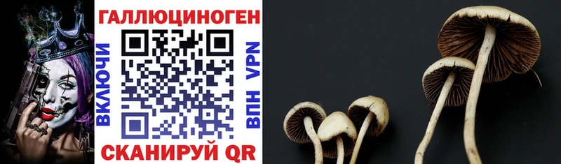Купить  Нюрба  Псилоцибиновые грибы Psilocybine cubensis 